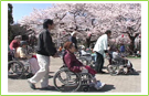 お花見 in 錦糸公園